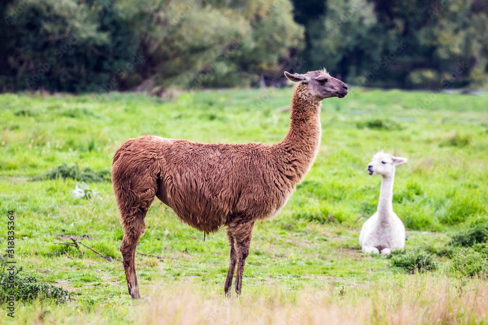 Fototapeta premium Pair of adorable llums - white and brown