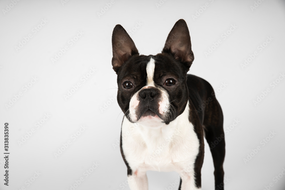 boston terrier dog on white background