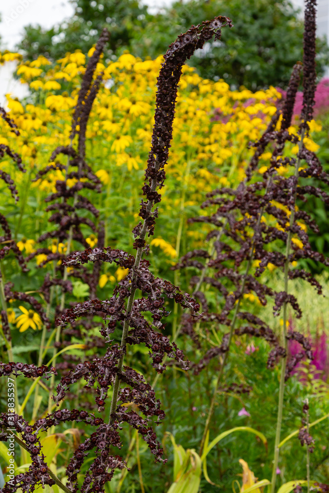 Obraz premium Veratrum nigrum in garden. Veratrum nigrum (common name black false hellebore) is a widespread Eurasian species of perennial flower of the family Melanthiaceae.