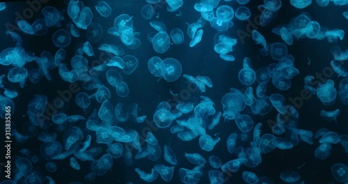 Jelly fish swim inside water tank