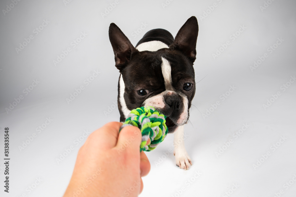 Boston terrier dog playing rope toy