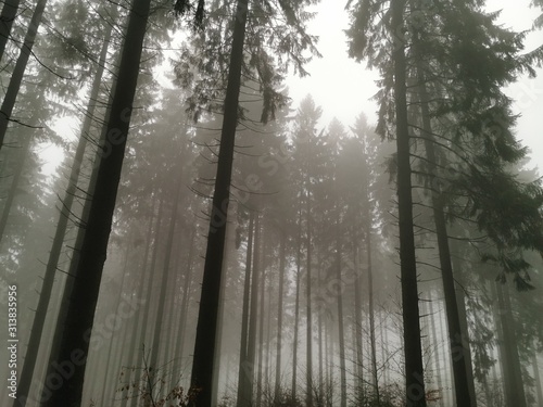  foggy day forest