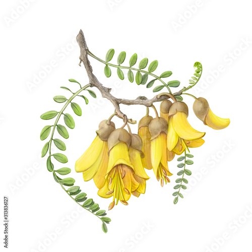 Kowhai Flowers Pencil Illustration Isolated on White with Clipping Path