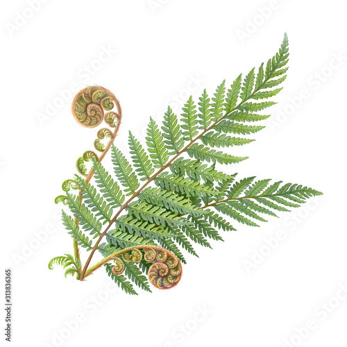 Silver Fern Hand Drawn Pencil Illustration Isolated on White photo