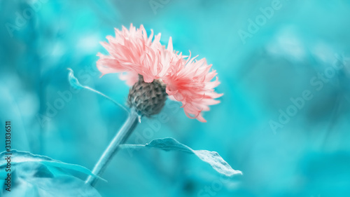 Pink cornflower on a beautiful turquoise toned background. Beautiful spring flower border. Selective focus.