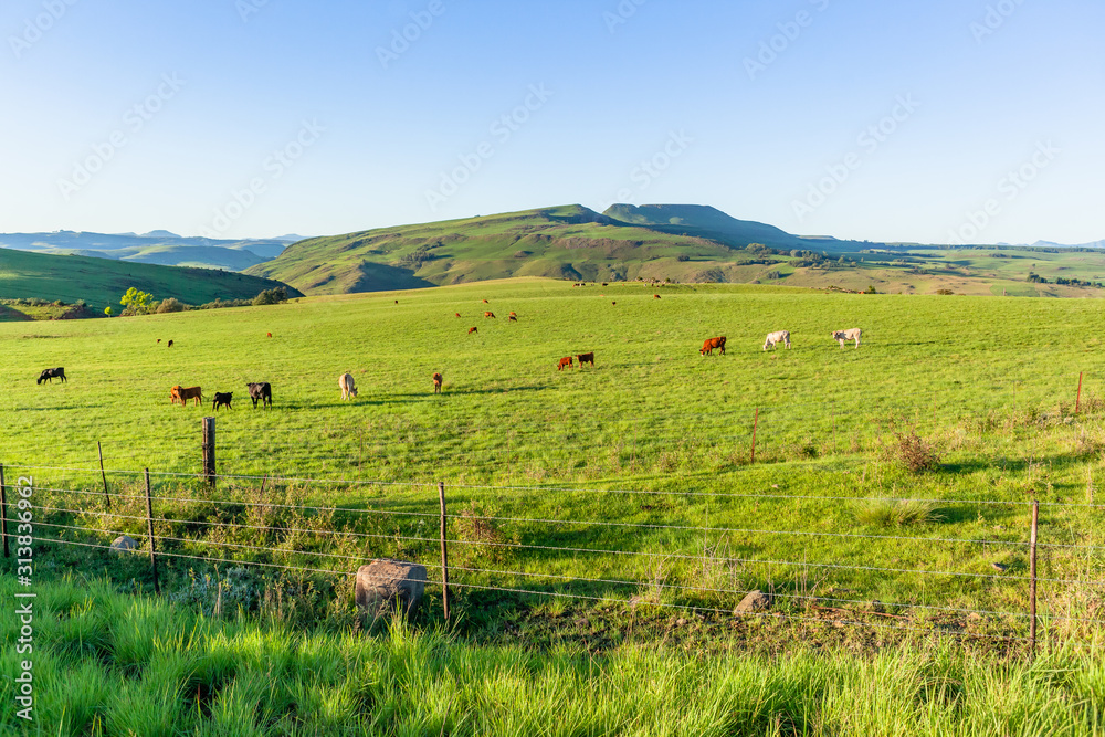 Farmlands Mountains Cattle Animals Summer Fields Scenic Panorama Landscape
