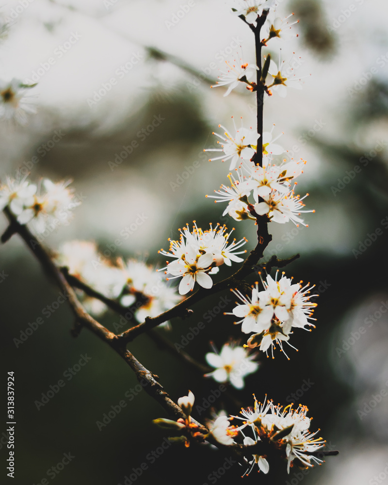 White cherry blossom on a cold day in Spring White cherry blossom on a cold day in Spring