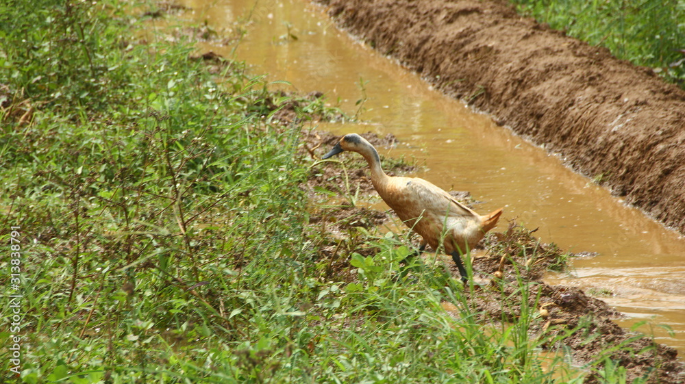 A group of ducks look for food in rice fields and gardens that are flooded A group of ducks look for food in rice fields and gardens that are flooded