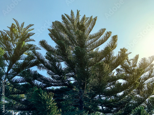 Pine tree with blue sky in the garden