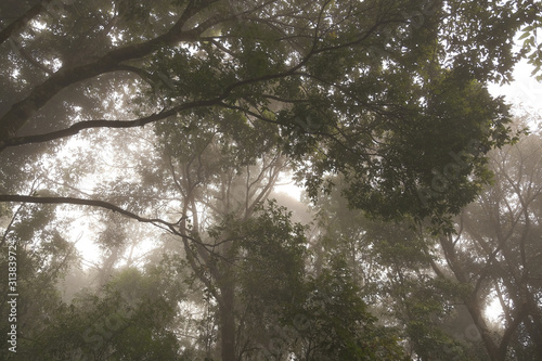 Abundant forest in the laos are very fresh and beautiful.