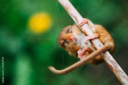 Little hazel dormouse climb the twigs in nature. Muscardinus avellanarius. photo