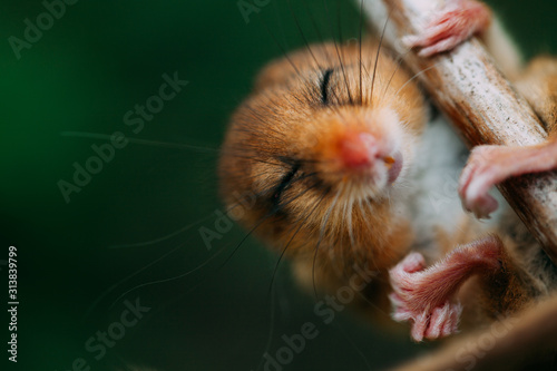 Little hazel dormouse climb the twigs in nature. Muscardinus avellanarius.