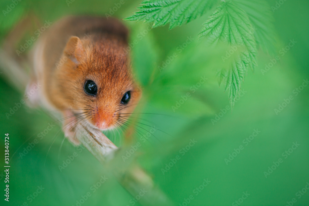Little hazel dormouse climb the twigs in nature. Muscardinus avellanarius. Little hazel dormouse climb the twigs in nature. Muscardinus avellanarius.