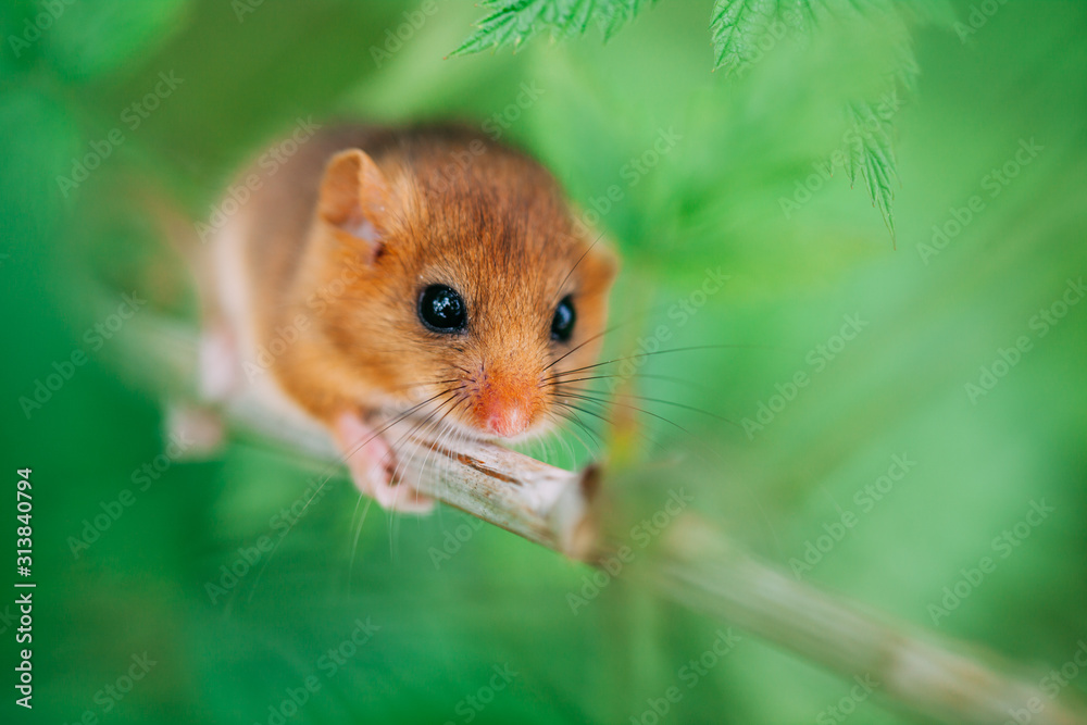 Little hazel dormouse climb the twigs in nature. Muscardinus avellanarius. Little hazel dormouse climb the twigs in nature. Muscardinus avellanarius.