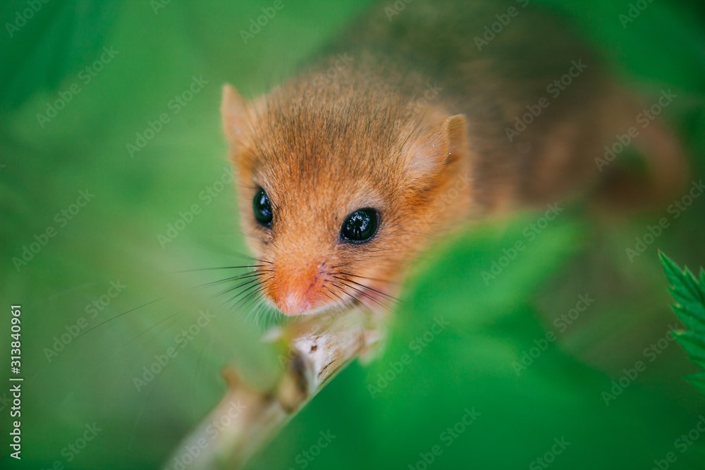 Little hazel dormouse climb the twigs in nature. Muscardinus avellanarius. Little hazel dormouse climb the twigs in nature. Muscardinus avellanarius.