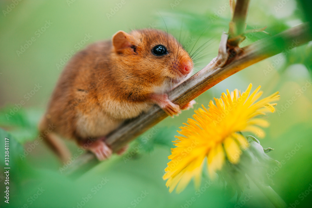 Little hazel dormouse climb the twigs in nature. Muscardinus avellanarius.