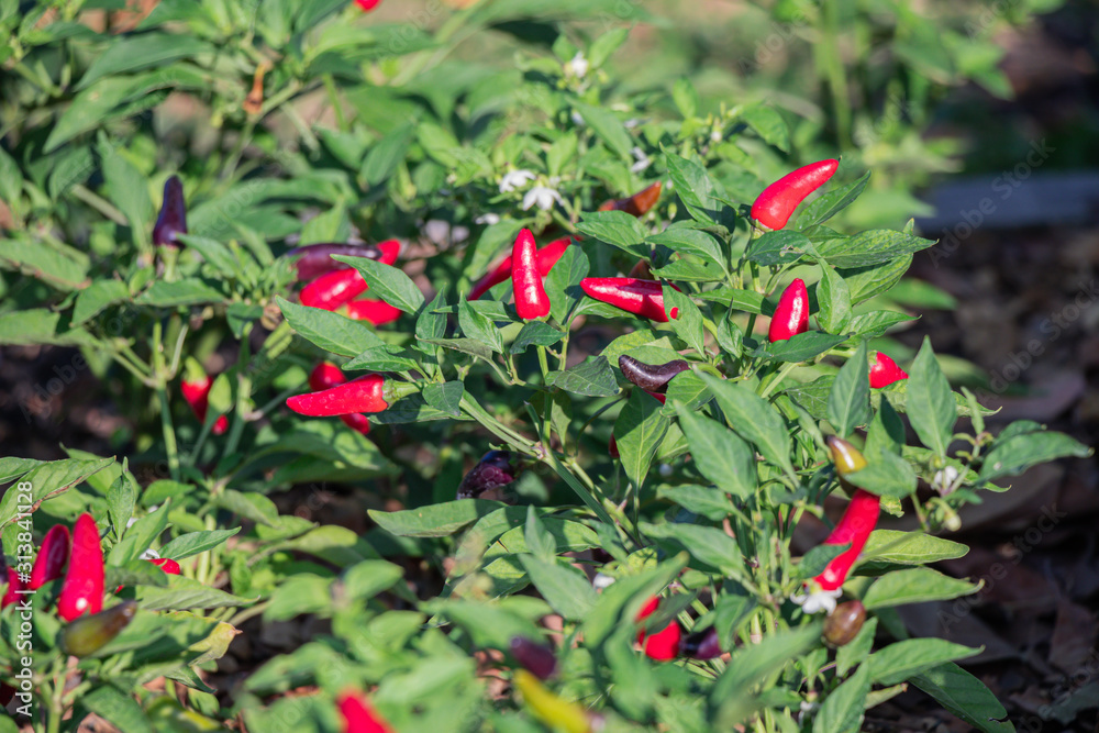 Colorful Chili paper and ripe on tree.Capsicum Frutescens tree.(Tabasco pepper) Colorful Chili paper and ripe on tree.Capsicum Frutescens tree.(Tabasco pepper)