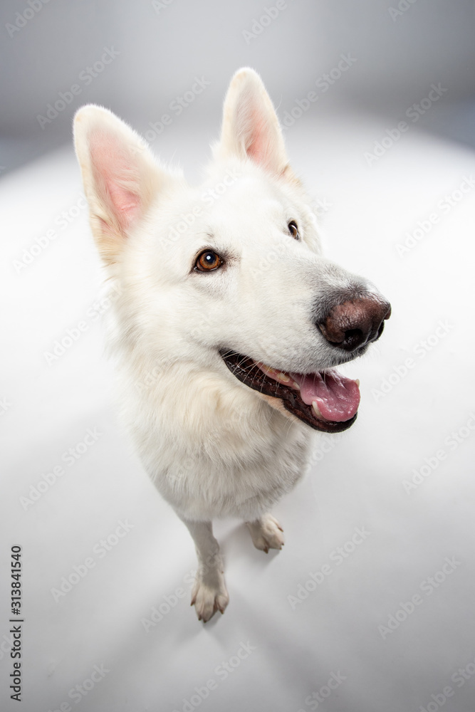 Berger blanc suisse en Studio Berger blanc suisse en Studio