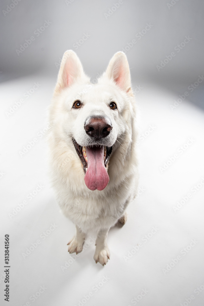 Berger blanc suisse en Studio Berger blanc suisse en Studio