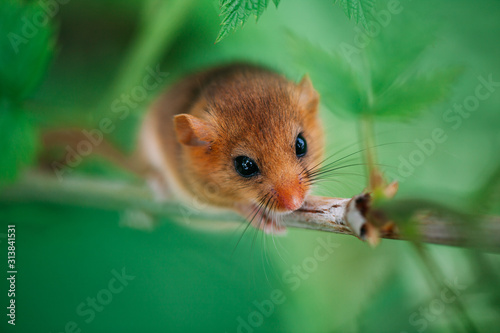 Little hazel dormouse climb the twigs in nature. Muscardinus avellanarius. © belyaaa
