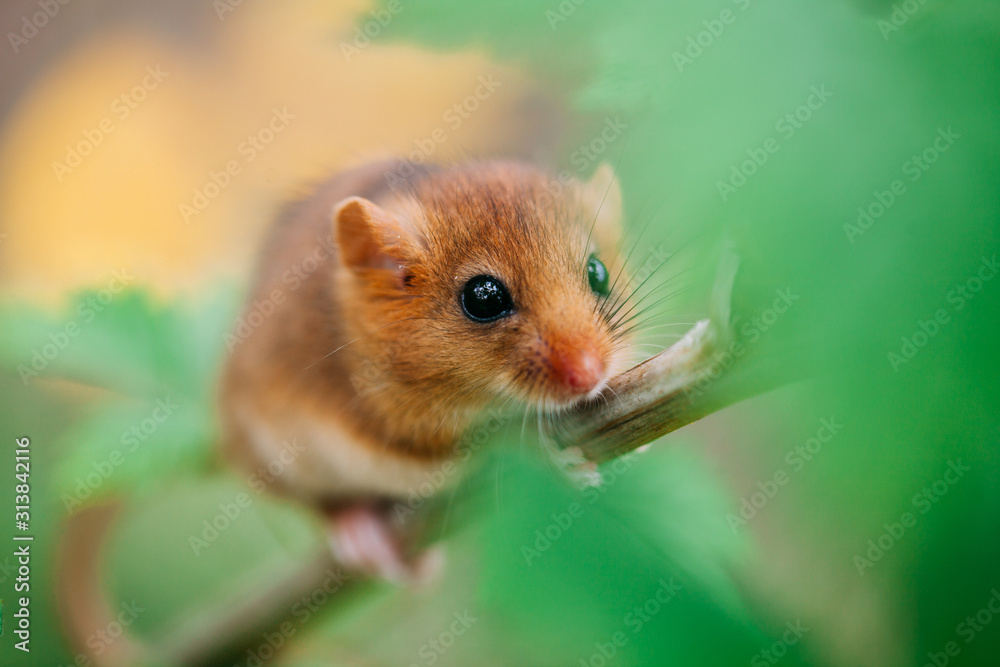 Little hazel dormouse climb the twigs in nature. Muscardinus avellanarius. Little hazel dormouse climb the twigs in nature. Muscardinus avellanarius.