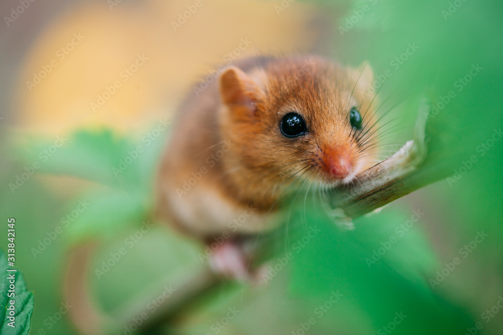Little hazel dormouse climb the twigs in nature. Muscardinus avellanarius. Little hazel dormouse climb the twigs in nature. Muscardinus avellanarius.