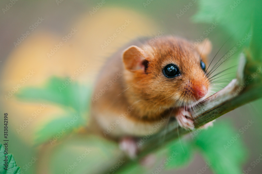Little hazel dormouse climb the twigs in nature. Muscardinus avellanarius. Little hazel dormouse climb the twigs in nature. Muscardinus avellanarius.