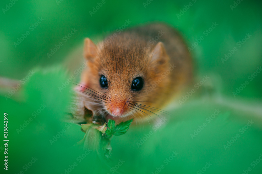 Little hazel dormouse climb the twigs in nature. Muscardinus avellanarius. Little hazel dormouse climb the twigs in nature. Muscardinus avellanarius.