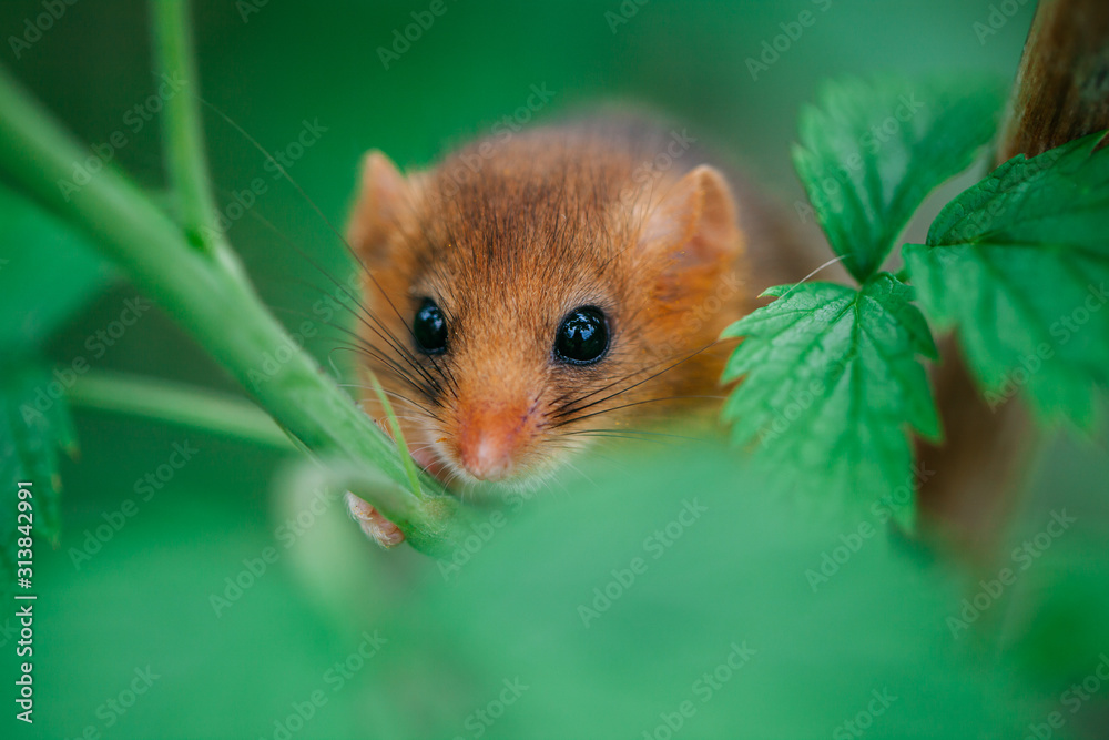 Little hazel dormouse climb the twigs in nature. Muscardinus avellanarius. Endangered animal. Little hazel dormouse climb the twigs in nature. Muscardinus avellanarius. Endangered animal.