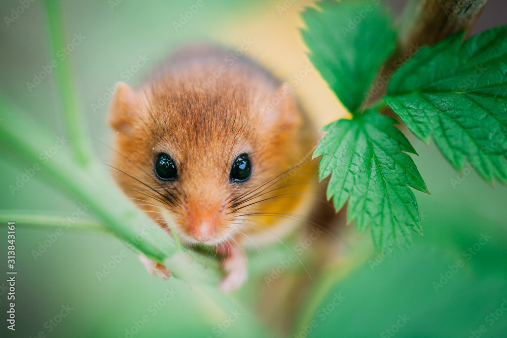 Little hazel dormouse climb the twigs in nature. Muscardinus avellanarius. Endangered animal. Little hazel dormouse climb the twigs in nature. Muscardinus avellanarius. Endangered animal.