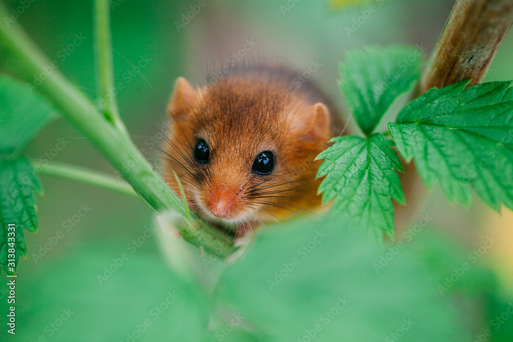 Little hazel dormouse climb the twigs in nature. Muscardinus avellanarius. Endangered animal. Little hazel dormouse climb the twigs in nature. Muscardinus avellanarius. Endangered animal.