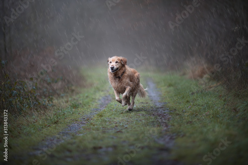 Labrador is running in the rain.