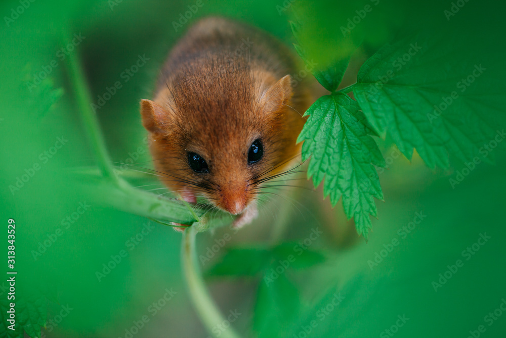 Little hazel dormouse climb the twigs in nature. Muscardinus avellanarius. Endangered animal.
