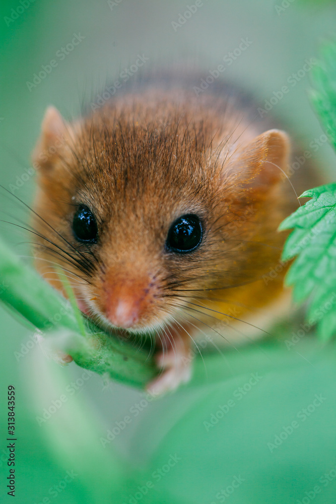 Little hazel dormouse climb the twigs in nature. Muscardinus avellanarius. Endangered animal. Little hazel dormouse climb the twigs in nature. Muscardinus avellanarius. Endangered animal.