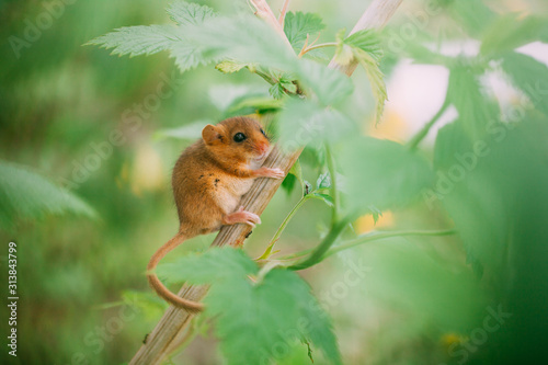 Little hazel dormouse climb the twigs in nature. Muscardinus avellanarius. Endangered animal.