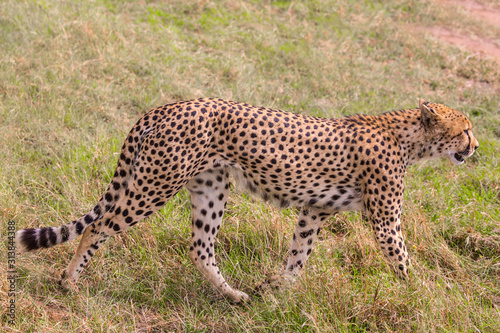  The cheetah is predatory mammal