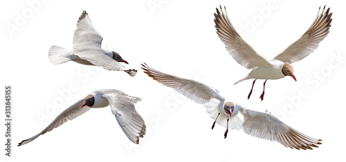 four isolated black-headed gulls in flight
