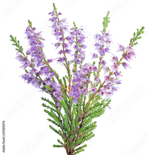 blossoming fine lilac heather branch closeup