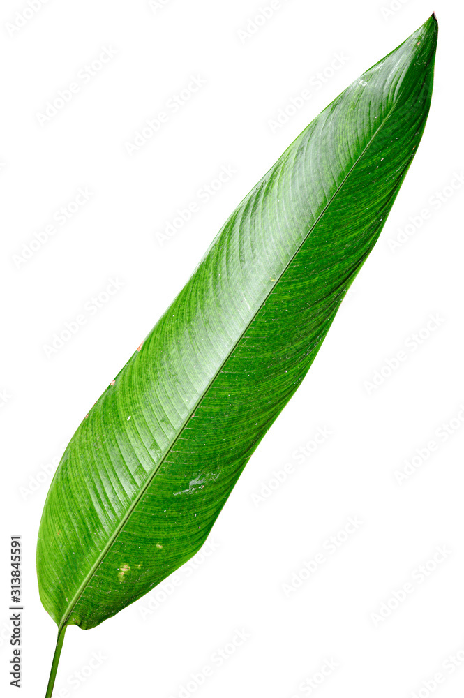 Obraz premium Heliconia variegated leaf isolated on white background with clipping path.