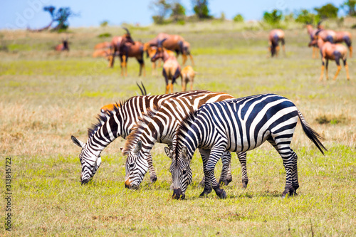 African Safari in Kenya