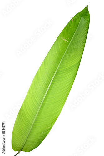  Heliconia variegated leaf isolated on white background with clipping path.