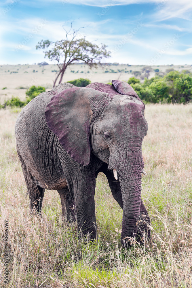 Obraz premium African elephant