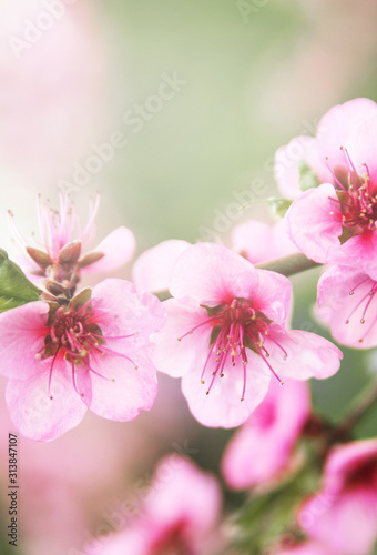 Blossoming cherry. Spring background. © Alona
