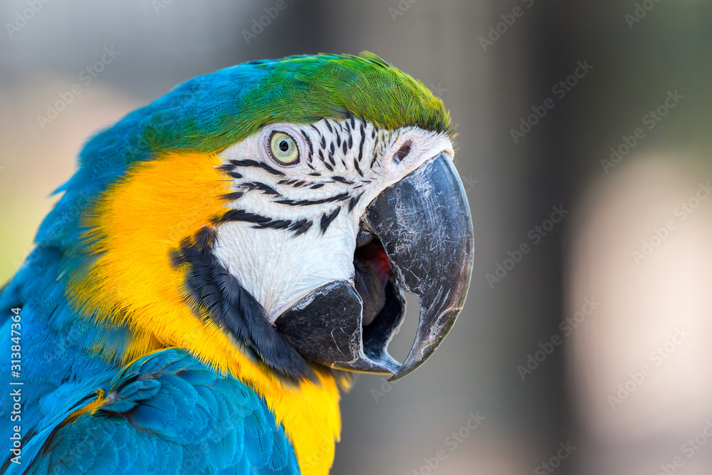 macaw parrot head detail