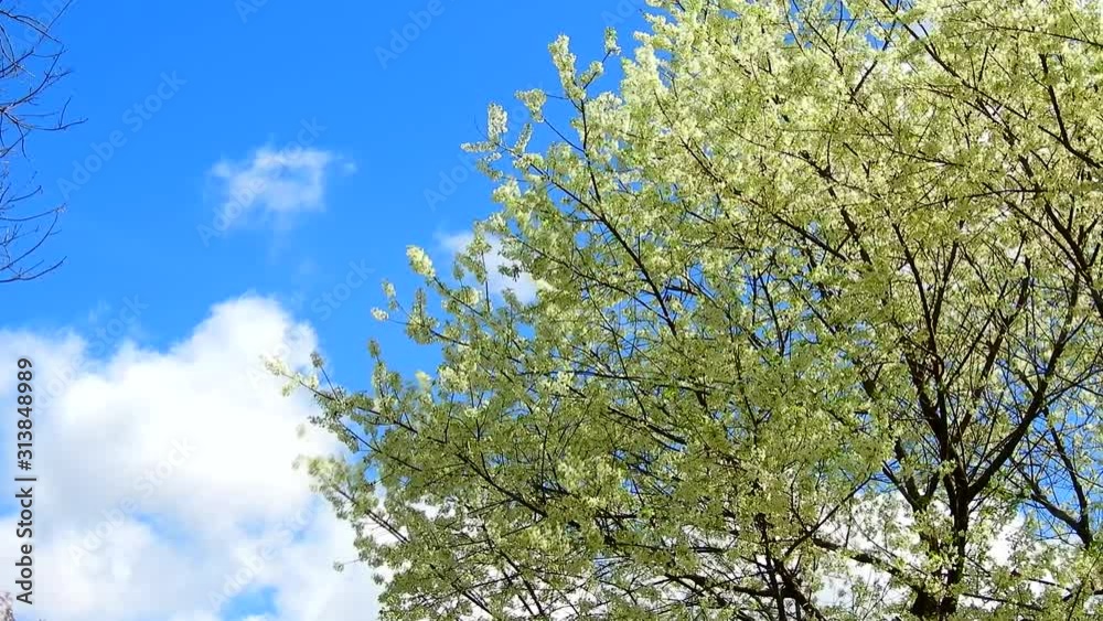 Time lapse of Cherry blossom at khun wang national park Chiang Mai in northern Thailand Time lapse of Cherry blossom at khun wang national park Chiang Mai in northern Thailand