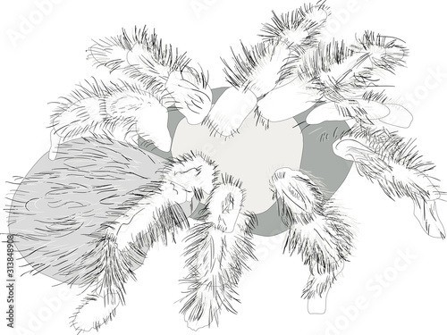 hairy black spider outline isolated on white