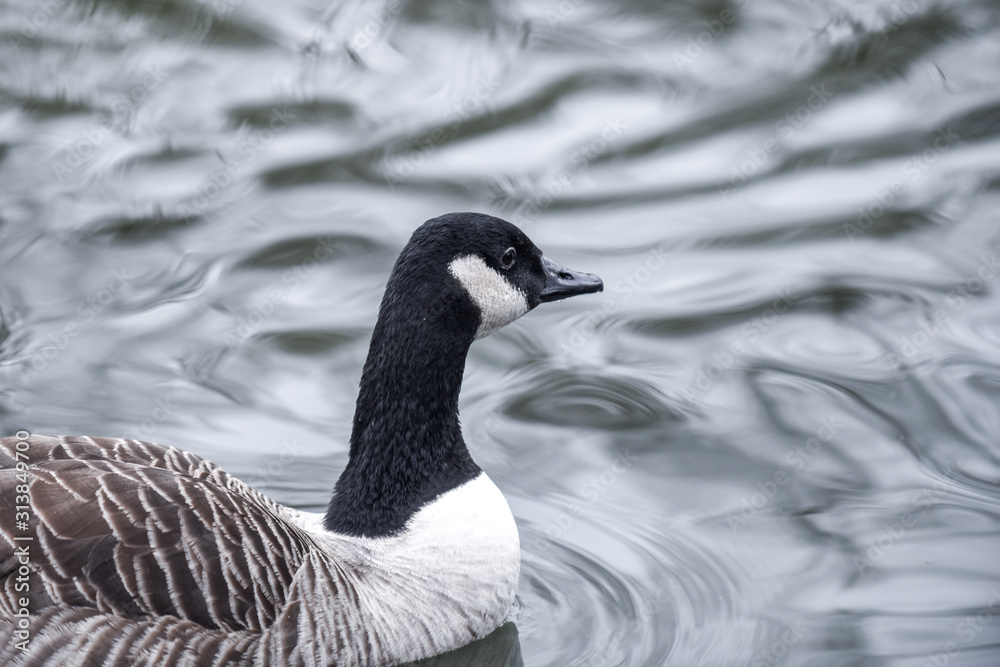 Obraz premium A goose swims alone on a calm lake with moving ripples on the water