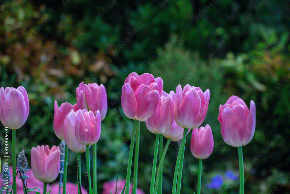 Blurred beautiful pink tulip flower in nature background.Flowers soft blur colors sweet tone background. Blurred beautiful pink tulip flower in nature background.Flowers soft blur colors sweet tone background.