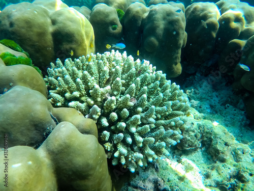 colorful underwater coral reef photo