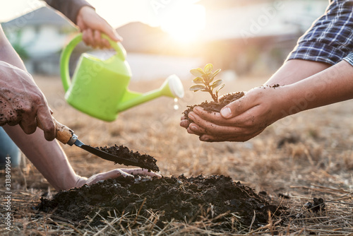 Environment earth day, Hands of tree man helping were planting the seedlings and growing of young sprout trees growing into the soil in the garden, protection for care new generation
